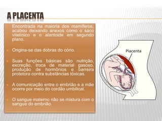A PLACENTA
 