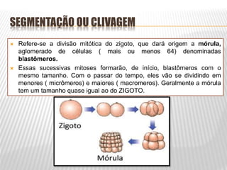 SEGMENTAÇÃO OU CLIVAGEM
 Refere-se a divisão mitótica do zigoto, que dará origem a mórula,
aglomerado de células ( mais ou menos 64) denominadas
blastômeros.
 Essas sucessivas mitoses formarão, de início, blastômeros com o
mesmo tamanho. Com o passar do tempo, eles vão se dividindo em
menores ( micrômeros) e maiores ( macromeros). Geralmente a mórula
tem um tamanho quase igual ao do ZIGOTO.
 