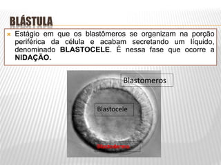 BLÁSTULA
 Estágio em que os blastômeros se organizam na porção
periférica da célula e acabam secretando um líquido,
denominado BLASTOCELE. É nessa fase que ocorre a
NIDAÇÃO.
Blastomeros
Blastocele
Blastoderma
 