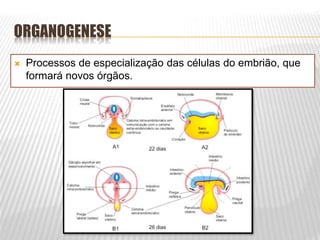 ORGANOGENESE
 Processos de especialização das células do embrião, que
formará novos órgãos.
 