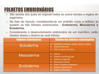FOLHETOS EMBRIONÁRIOS
 São tecidos dos quais se originam todos os outros tecidos e órgãos do
organismo.
 Na fase da neurula, considerando-se um embrião como o anfioxo, já
existem os três folhetos embrionários : Endoderma, Mesoderma e
Ectoderma.
 Considerando o desenvolvimento embrionário de um mamífero, estão
listados abaixo o destino de cada folheto:
Folhetos Embrionários Destino dos folhetos embrionários
Ectoderma
 Epiderme e anexos ( pelos, cascos, unhas;
 Sistema Nervoso;
 Pele do ânus e da boca
Mesoderma
 Derme;
 Sistema cardiovascular;
 Sistema Urogenital
 Músculos e ossos.
Endoderma
 Pele do Sistema Digestório;
 Sistema Respiratório;
 Fígado e Pâncreas
 
