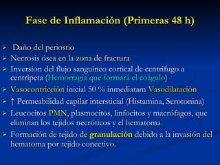 Fase de Inflamación ( Primeras 48 h) <ul><li>Daño del periostio </li></ul><ul><li>Necrosis ósea en la zona de fractura  </...