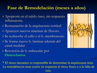 Fase de Remodelación (meses a a ños) <ul><li>Apoptosis en el tejido óseo, sin respuesta inflamatoria. </li></ul><ul><li>R ...