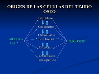 ORIGEN DE LAS CÉLULAS DEL TEJIDO OSEO <ul><li>Fibroblasto </li></ul><ul><li>Condrocitos </li></ul><ul><li>Osteoblastos  </...