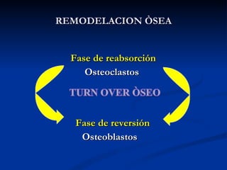 REMODELACION ÒSEA <ul><li>Fase de reabsorción </li></ul><ul><li>Osteoclastos </li></ul><ul><li>Fase  de reversión </li></u...