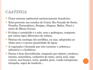 CAATINGA Único sistema ambiental exclusivamente brasileiro; Está presente nos estados do Ceará, Rio Grande do Norte, Paraíba, Pernambuco, Sergipe, Alagoas, Bahia, Piauí e norte de Minas Gerais; O clima é semiárido e o solo, raso e pedregoso, composto por vários tipos diferentes de rochas; Plantas da caatinga são xerófilas, ou seja, adaptadas ao clima seco e a pouca quantidade de água; A vegetação é formada por três estratos: o arbóreo,o arbustivo e o herbáceo; Fauna é bem diversificada, composta por répteis, roedores, insetos, aracnídeos, cachorros do mato, arara azul, sapo cururu, asa branca, cutia, gambá, preá, veado catingueiro, tatupeba, sagui do nordeste... 