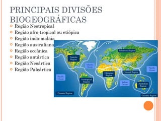 PRINCIPAIS DIVISÕES BIOGEOGRÁFICAS Região Neotropical Região afro-tropical ou etiópica Região indo-malaia Região australiana Região oceânica Região antártica Região Neoártica Região Paleártica 