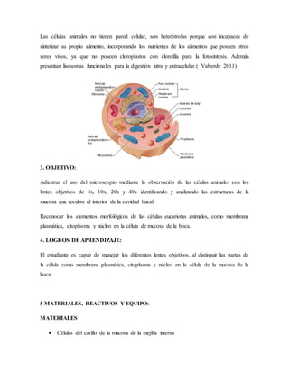 Las células animales no tienen pared celular, son heterótrofas porque con incapaces de
sintetizar su propio alimento, incorporando los nutrientes de los alimentos que poseen otros
seres vivos, ya que no poseen cloroplastos con clorofila para la fotosíntesis. Además
presentan lisosomas funcionales para la digestión intra y extracelular.( Valverde 2011)
3. OBJETIVO:
Adiestrar el uso del microscopio mediante la observación de las células animales con los
lentes objetivos de 4x, 10x, 20x y 40x identificando y analizando las estructuras de la
mucosa que recubre el interior de la cavidad bucal.
Reconocer los elementos morfológicos de las células eucariotas animales, como membrana
plasmática, citoplasma y núcleo en la célula de mucosa de la boca.
4. LOGROS DE APRENDIZAJE:
El estudiante es capaz de manejar los diferentes lentes objetivos, al distinguir las partes de
la célula como membrana plasmática, citoplasma y núcleo en la célula de la mucosa de la
boca.
5 MATERIALES, REACTIVOS Y EQUIPO:
MATERIALES
 Células del carillo de la mucosa de la mejilla interna
 