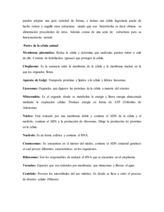 pueden adoptar una gran variedad de formas, e incluso una célula fagocitaria puede de
hecho rodear y engullir otras estructuras siendo que son heterótrofas es decir obtiene su
alimentación procedentes de otros. Además consta de una serie de estructuras para su
funcionamiento normal.
Partes de la célula animal
Membrana plasmática: Rodea la célula y determina qué moléculas pueden entrar o salir
de ella. Consiste de fosfolípidos (grasas) que protegen la célula.
Citoplasma: Es la sustancia entre la membrana de la célula y la membrana nuclear en la
que los organelos flotan.
Aparato de Golgi: Transporta proteínas y lípidos a la célula y fabrica lisosomas.
Lisosomas: Organelos que digieren las proteínas de la célula o materia del exterior.
Mitocondria: Es el organelo donde se metaboliza la energía y libera energía almacenada
mediante la respiración celular. Produce energía en forma de ATP (Trifosfato de
Adenosina)
Núcleo: Está rodeado por una membrana doble y contiene el ADN de la célula y el
nucléolo, contiene el ARN y la producción de ribosomas. Dirige la producción de proteínas
en la célula.
Nucléolo: Es de forma esférica y contiene el RNA.
Cromosomas: Se encuentran en el interior del núcleo, contiene el ADN (material genético)
el cual provee diferentes características en los organismos.
Ribosomas: Son los responsables de traducir el RNA que se encuentra en el citoplasma.
Vacuolas: Espacios que son rodeados por membranas que almacenan y liberan el agua.
Centriolo: Proveen los microtúbulos del uso mitótico. Es donde se lleva a cabo el proceso
de división celular (Mitosis).
 