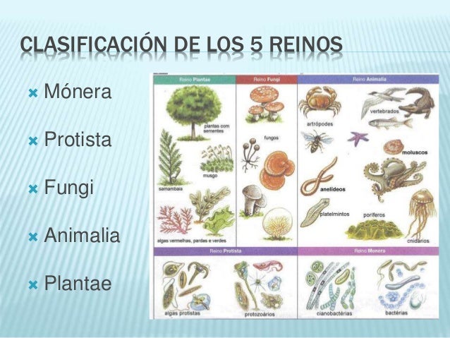 Diversidad de la vida
