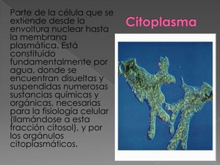 Parte de la célula que se
extiende desde la
envoltura nuclear hasta
la membrana
plasmática. Está
constituido
fundamentalmente por
agua, donde se
encuentran disueltas y
suspendidas numerosas
sustancias químicas y
orgánicas, necesarias
para la fisiología celular
(llamándose a esta
fracción citosol), y por
los orgánulos
citoplasmáticos.

 