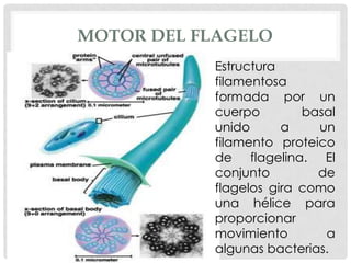 MOTOR DEL FLAGELO
Estructura
filamentosa
formada por un
cuerpo
basal
unido
a
un
filamento proteico
de flagelina. El
conjunto
de
flagelos gira como
una hélice para
proporcionar
movimiento
a
algunas bacterias.

 