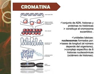 conjunto de ADN, histonas y
      proteínas no histónicas
   constituye el cromosoma
                 eucariótico .

          unidades básicas:
 nucleosomas formados por:
bases de longitud (el número
    depende del organismo),
   complejo específico de 8
     histonas nucleosómicas
      (octámero de histonas).
 