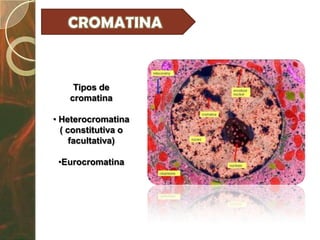 Tipos de
   cromatina

• Heterocromatina
  ( constitutiva o
     facultativa)

 •Eurocromatina
 