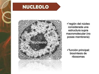 región del núcleo
 considerada una
 estructura supra
macromolecular (no
posee membrana)



función principal:
  biosíntesis de
    ribosomas
 
