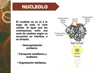 El nucléolo no se ve a lo
largo de todo el ciclo
celular. Al igual que los
cromosomas, sufre una
serie de cambios según se
encuentre en interface o
en división.

    • Desorganización
        profasica

• Transporte metafasico y
        anafasico

• Organización telofasica.
 
