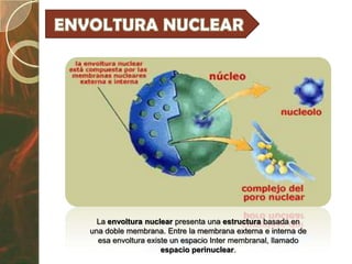 La envoltura nuclear presenta una estructura basada en
una doble membrana. Entre la membrana externa e interna de
  esa envoltura existe un espacio Inter membranal, llamado
                    espacio perinuclear.
 