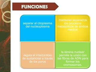 mantener separados
separar al citoplasma        los procesos
  del nucleoplasma       metabólicos de ambos
                                medios




                            la lámina nuclear
 regula el intercambio    permite la unión con
de sustancias a través   las fibras de ADN para
     de los poros                formar los
                               cromosomas.
 