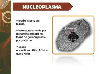 medio interno del
núcleo.

estructura formada por
dispersión coloidal en
forma de gel compuesta
por proteínas

posee
nucleótidos, ARN, ADN, a
gua e iones
 