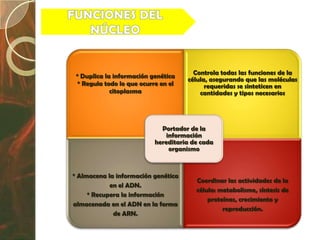 Controla todas las funciones de la
 * Duplica la información genética
                                     célula, asegurando que las moléculas
 * Regula todo lo que ocurre en el         requeridas se sinteticen en
             citoplasma                  cantidades y tipos necesarios




                             Portador de la
                               información
                           hereditaria de cada
                                organismo



* Almacena la información genética
                                        Coordinar las actividades de la
            en el ADN.
                                        célula: metabolismo, síntesis de
     * Recupera la información
                                            proteínas, crecimiento y
almacenada en el ADN en la forma
                                                 reproducción.
             de ARN.
 