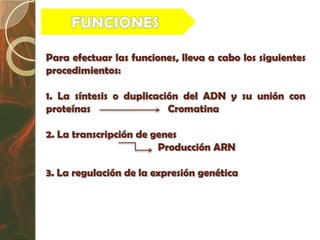 Para efectuar las funciones, lleva a cabo los siguientes
procedimientos:

1. La síntesis o duplicación del ADN y su unión con
proteínas                 Cromatina

2. La transcripción de genes
                        Producción ARN

3. La regulación de la expresión genética
 