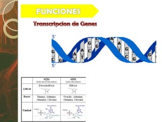 Biologia exposición nucleo