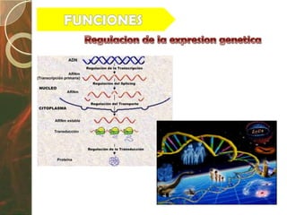 Biologia exposición nucleo