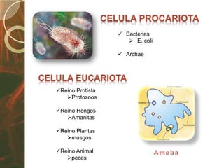  Bacterias
                      E. coli

                   Archae




Reino Protista
   Protozoos

Reino Hongos
   Amanitas

Reino Plantas
   musgos

Reino Animal
   peces
 