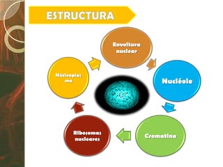 Envoltura
                   nuclear



Núcleoplas
   ma                             Nucléolo




      Ribosomas
      nucleares
                              Cromatina
 