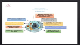 Biologia- Organelos Celulares