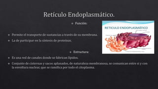 Biologia- Organelos Celulares