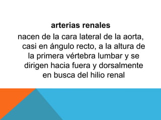 arterias renales <br />nacen de la cara lateral de la aorta, casi en ángulo recto, a la altura de la primera vértebra lumb...