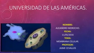 UNIVERSIDAD DE LAS AMÉRICAS.
NOMBRE:
ALEJANDRO MOROCHO.
FECHA:
11/05/2016
TEMA:
MEMBRANA CELULAR.
PROFESOR:
JAIME CEVALLOS
 