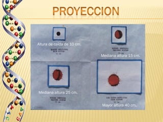 Altura de caída de 10 cm.

                            Mediana altura 15 cm.




Mediana altura 25 cm.


                            Mayor altura 40 cm.
 