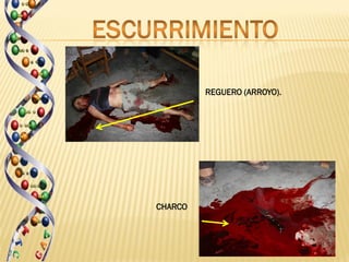 REGUERO (ARROYO).




CHARCO
 