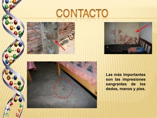 Las más importantes
son las impresiones
sangrantes de los
dedos, manos y pies.
 