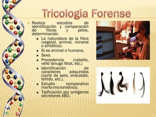   Realiza         estudios       de
    identificación y comparación
    de       fibras      y      pelos,
    determinando:
       ♣ La naturaleza de la fibra
         (vegetal, animal, mineral
         o sintética).
       ♣ Si es animal o humana.
       ♣ Sexo.
       ♣ Procedencia         (cabello,
         vello lanugo fetal, etc.)
       ♣ Identificación            de
         caracteres        adquiridos
         (corte de pelo, ondulado,
         teñido, etc.).
       ♣ Estudio         comparativo
         morfo-micrométrico.
       ♣ Tipificación por antígenos
         secretores ABO.
 