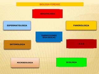 BIOLOGIA FORENSE




ESPERMATOLOGIA                            FANEROLOGIA




                        INSPECCIONES
                         BIOLOGICAS


  ENTOMOLOGIA




       MICROBIOLOGIA
 