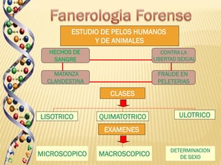 ESTUDIO DE PELOS HUMANOS
               Y DE ANIMALES
  HECHOS DE                       CONTRA LA
   SANGRE                      LIBERTAD SEXUAL

    MATANZA                     FRAUDE EN
  CLANDESTINA                   PELETERIAS

                  CLASES


LISOTRICO       QUIMATOTRICO            ULOTRICO
                 EXAMENES

                                     DETERMINACION
MICROSCOPICO    MACROSCOPICO            DE SEXO
 