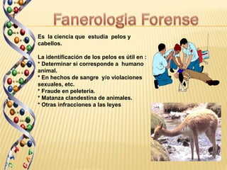 Es la ciencia que estudia pelos y
cabellos.

La identificación de los pelos es útil en :
* Determinar si corresponde a humano
animal.
* En hechos de sangre y/o violaciones
sexuales, etc.
* Fraude en peletería.
* Matanza clandestina de animales.
* Otras infracciones a las leyes
 