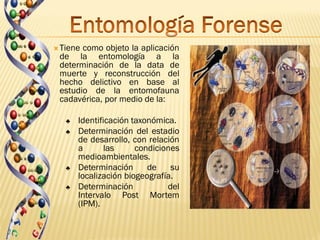  Tienecomo objeto la aplicación
 de la entomología a la
 determinación de la data de
 muerte y reconstrucción del
 hecho delictivo en base al
 estudio de la entomofauna
 cadavérica, por medio de la:

   ♣   Identificación taxonómica.
   ♣   Determinación del estadio
       de desarrollo, con relación
       a       las     condiciones
       medioambientales.
   ♣   Determinación      de    su
       localización biogeografía.
   ♣   Determinación           del
       Intervalo Post Mortem
       (IPM).
 