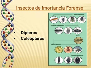 •   Dípteros
•   Coleópteros
 