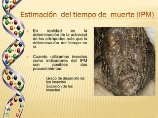    En      realidad    es      la
    determinación de la actividad
    de los artrópodos más que la
    determinación del tiempo en
    si.

   Cuando utilizamos insectos
    como indicadores del IPM
    son       posibles    dos
    procedimientos:

     1.    Grado de desarrollo de
           los insectos
     2.    Sucesión de los
           insectos
 