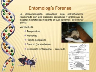 La descomposición cadavérica esta estrechamente
relacionada con una sucesión secuencial y progresiva de
insectos necrófagos; mediante el cual podemos determinar
el IPM.
VARIABLES
      Temperatura
      Humedad
      Región geográfica
      Entorno (rural-urbano)
      Exposición : intemperie – enterrado.
 