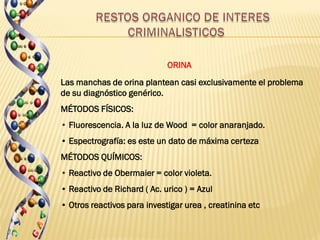 ORINA
Las manchas de orina plantean casi exclusivamente el problema
de su diagnóstico genérico.
MÉTODOS FÍSICOS:
• Fluorescencia. A la luz de Wood = color anaranjado.
• Espectrografía: es este un dato de máxima certeza
MÉTODOS QUÍMICOS:
• Reactivo de Obermaier = color violeta.
• Reactivo de Richard ( Ac. urico ) = Azul
• Otros reactivos para investigar urea , creatinina etc
 