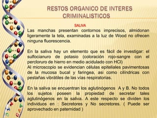 SALIVA
Las manchas presentan contornos imprecisos, almidonan
ligeramente la tela, examinadas a la luz de Wood no ofrecen
ninguna fluorescencia.

En la saliva hay un elemento que es fácil de investigar: el
sulfocianuro de potasio (coloración rojo-sangre con el
percloruro de hierro en medio acidulado con HCl)
Al microscopio se evidencian células epiteliales pavimentosas
de la mucosa bucal y faringea, asi como cilíndricas con
pestañas vibrátiles de las vías respiratorias.

En la saliva se encuentran los aglutinógenos A y B. No todos
los sujetos poseen la propiedad de secretar tales
aglutinógenos en la saliva. A este respecto se dividen los
individuos en : Secretores y No secretores. ( Puede ser
aprovechado en paternidad )
 