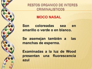 MOCO NASAL

Son     coloreadas    sea     en
amarillo o verde o en blanco.

Se asemejan también a        las
manchas de esperma.

Examinadas a la luz de Wood
presentan una fluorescencia
azul
 