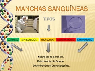 CONTACTO   IMPREGNACION      PROYECCION     ESCURRIMIENTO   LIMPIAMIENTO




                          Naturaleza de la mancha.
                          Determinación de Especie.
                   Determinación del Grupo Sanguíneo.
 