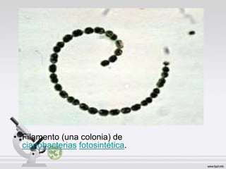 • Filamento (una colonia) de
cianobacterias fotosintética.
 