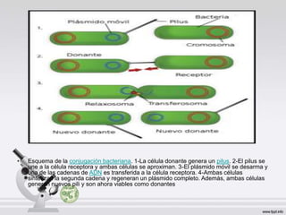 • Esquema de la conjugación bacteriana. 1-La célula donante genera un pilus. 2-El pilus se
une a la célula receptora y ambas células se aproximan. 3-El plásmido móvil se desarma y
una de las cadenas de ADN es transferida a la célula receptora. 4-Ambas células
sintetizan la segunda cadena y regeneran un plásmido completo. Además, ambas células
generan nuevos pili y son ahora viables como donantes
 